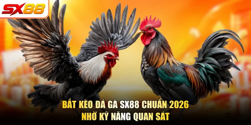 Bắt Kèo Đá Gà SX88 Chuẩn 2026 Nhờ Kỹ Năng Quan Sát